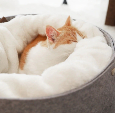 Spacious and Comfortable Cozy Cat Nest
