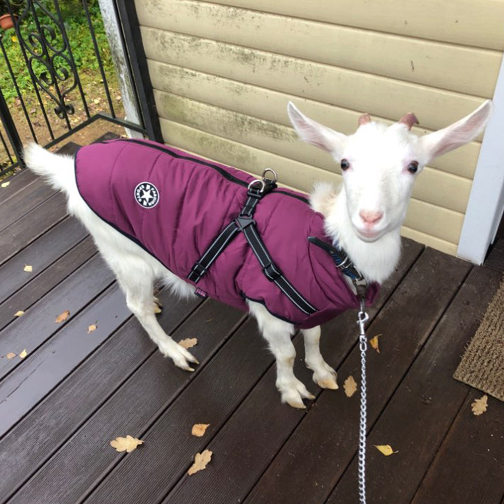 Waterproof Winter Dog Coat With Harness