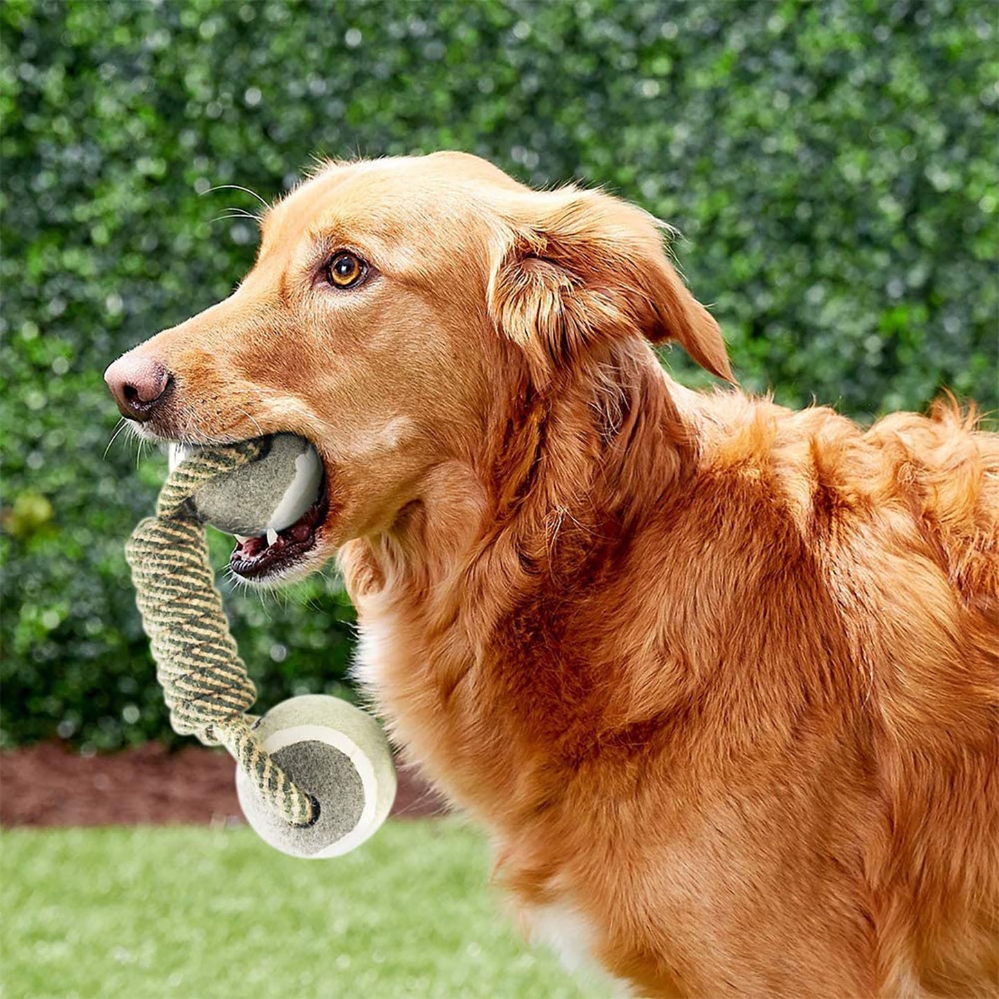 Interactive Cotton Rope Mini Dog Toys Ball