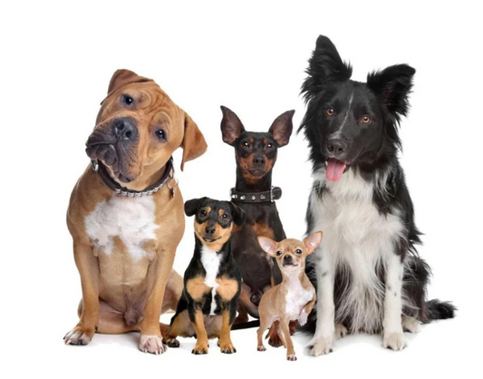 Wireless Remote Control Electronic Fence Pet Trainer