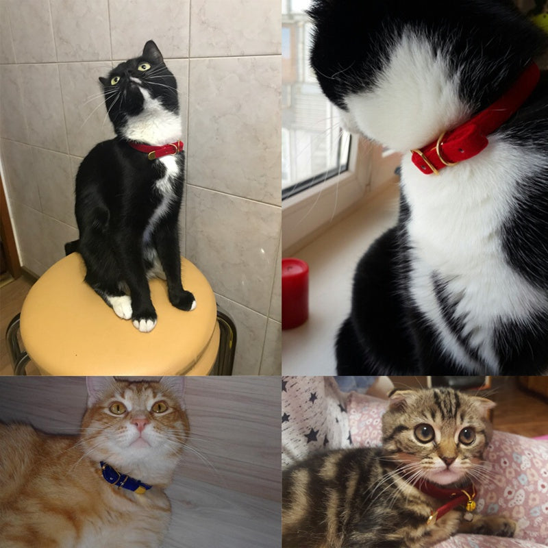 Pet Adjustable Collar For Cats And Small Dogs